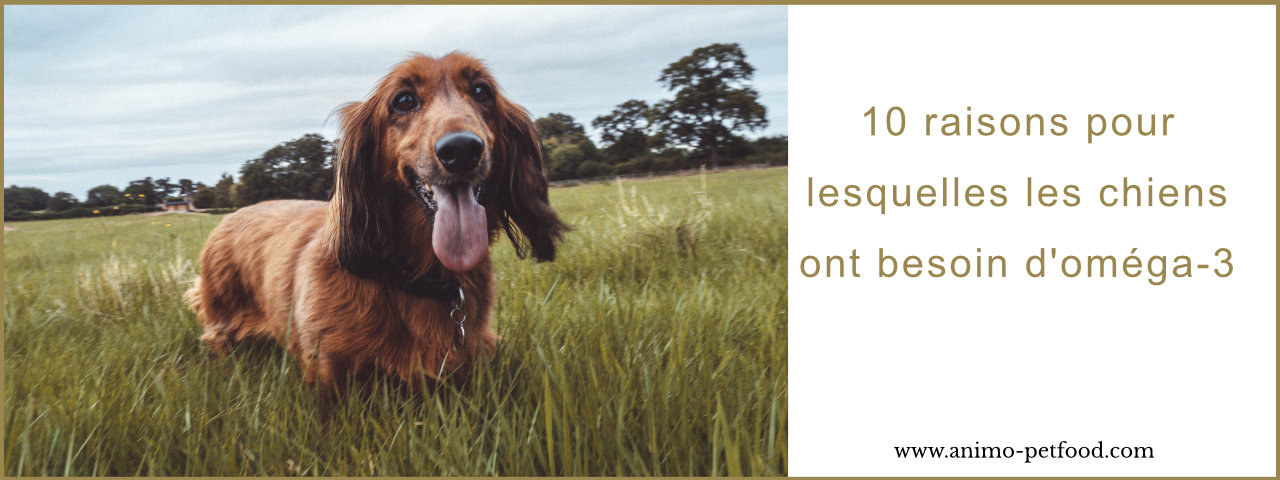 aliment pour chien riche en omega3